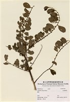 藏品(細葉饅頭果)的圖片